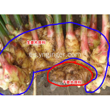 Raíz de jengibre de rizoma maduro con alto contenido de gingerol de Yunnan
